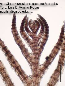 Pterosiphonia pennata 2